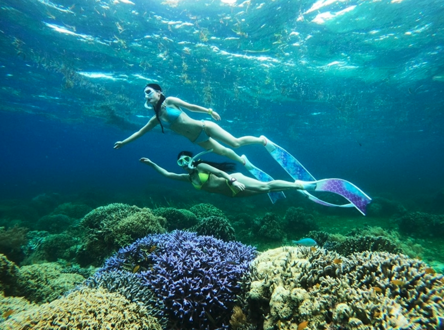 [Go Pro] Balikasak Hopping Tour in Bohol (Dolphin Watching + Turtle Watching + Balikasak) - Photo 1 of 5