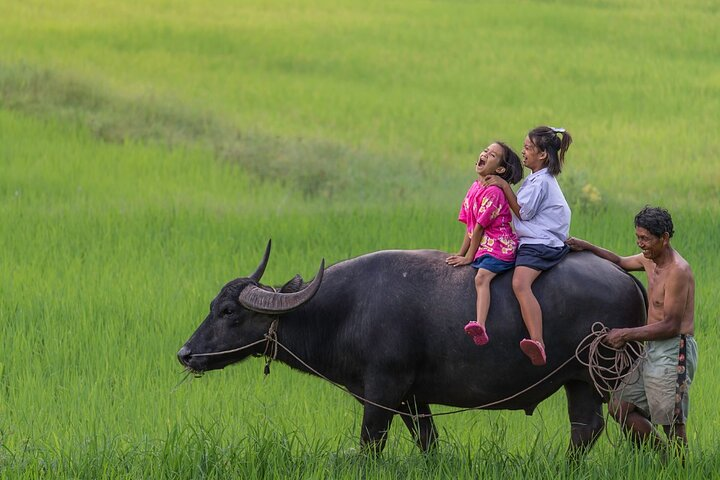 Ride a carabao