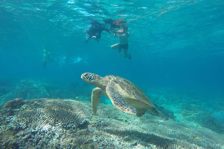 Full Day Apo Island Tour from Dumaguete  - Photo 1 of 6