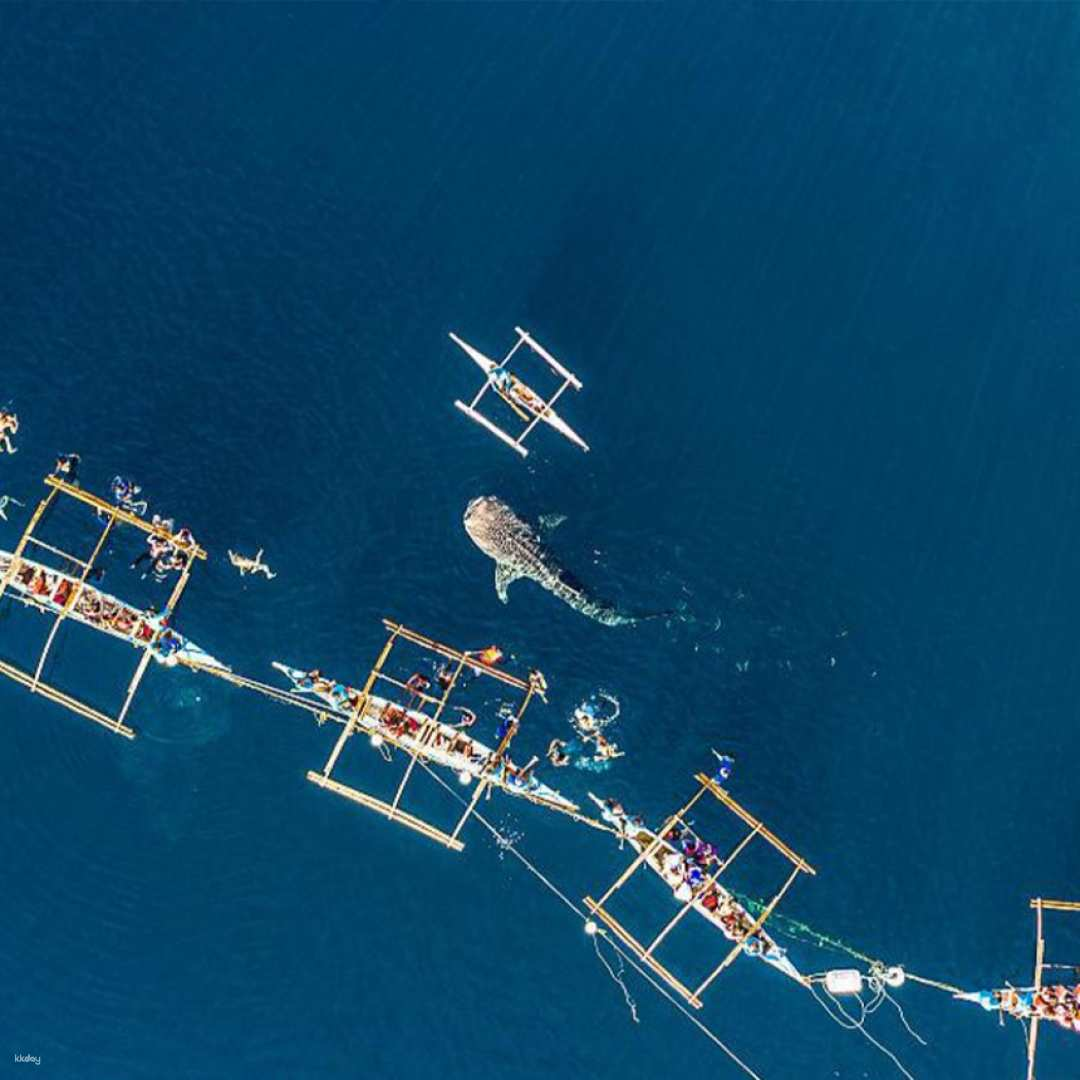 [For Koreans Only] Bohol Whale Shark + Trumpeting Mackerel School Hopping Tour (Snorkeling, Free Pickup, Luggage Storage) - Photo 1 of 4