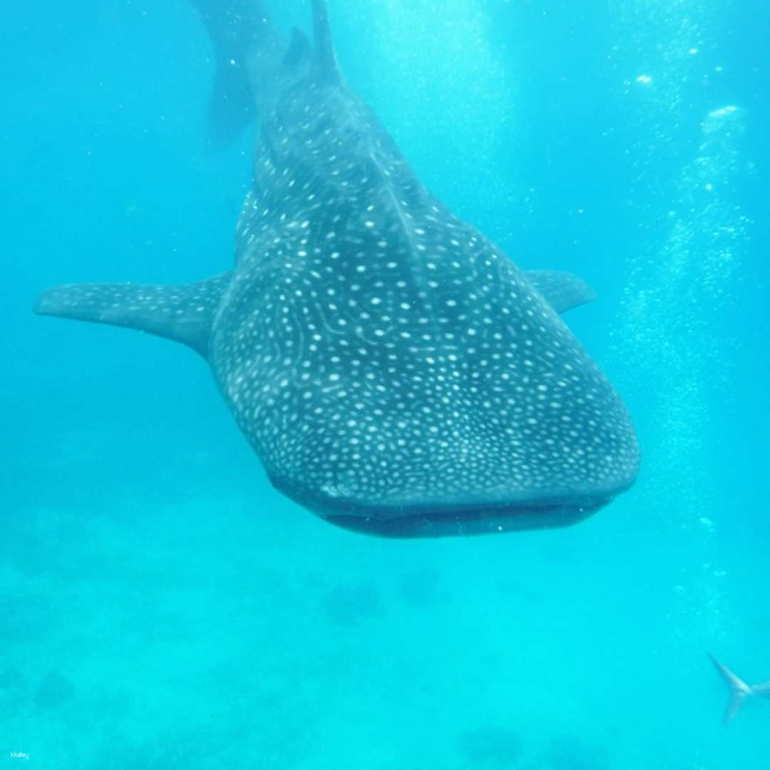 [Bohol] Whale Shark Tour (Join-in/Private, Pick-up & Drop-off, Snorkeling, Hopping Tour) - Photo 1 of 4