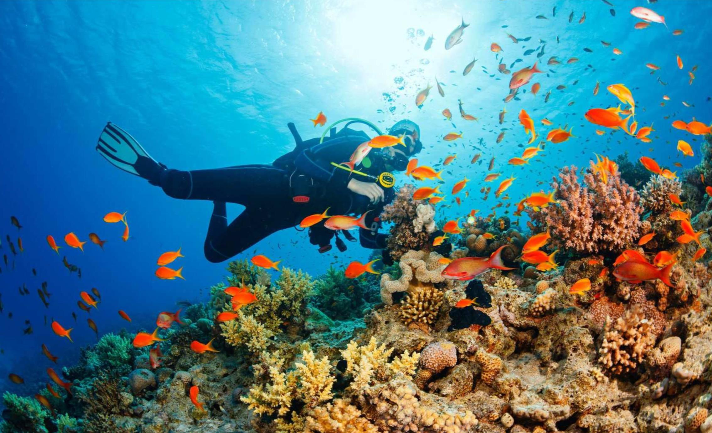 Moalboal Day Tour: Pescador Island Hopping & Diving Experience (No License Needed) - Photo 1 of 6