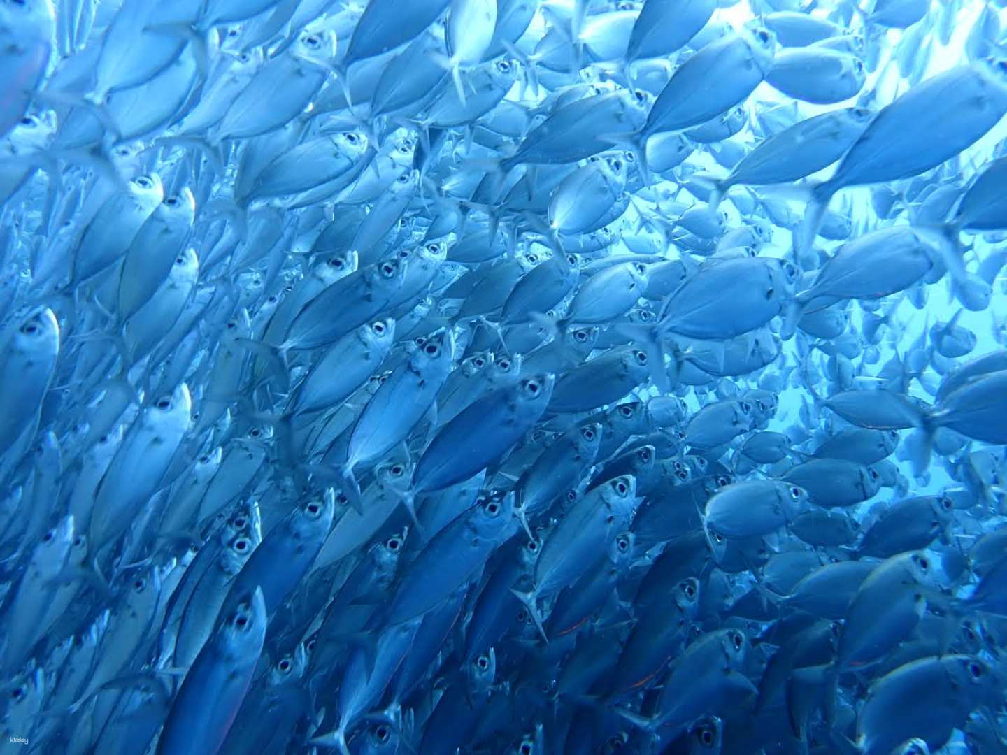 [Special Price] Moalboal (Sardine School & Sea Turtle) Snorkeling + Mantayupan Falls Tour (Japanese Guide/Round Trip/Insurance Included) - Photo 1 of 5