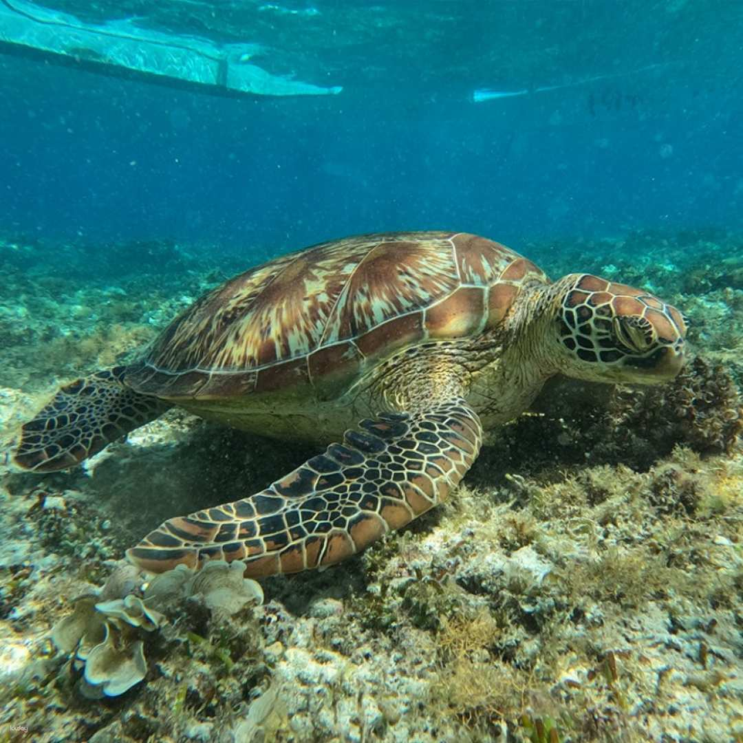 Bohom Balicasag Island Hopping (Dolphin Watching, Turtles, Snorkeling 2 Times, Pick-up and Drop-off) - Photo 1 of 4