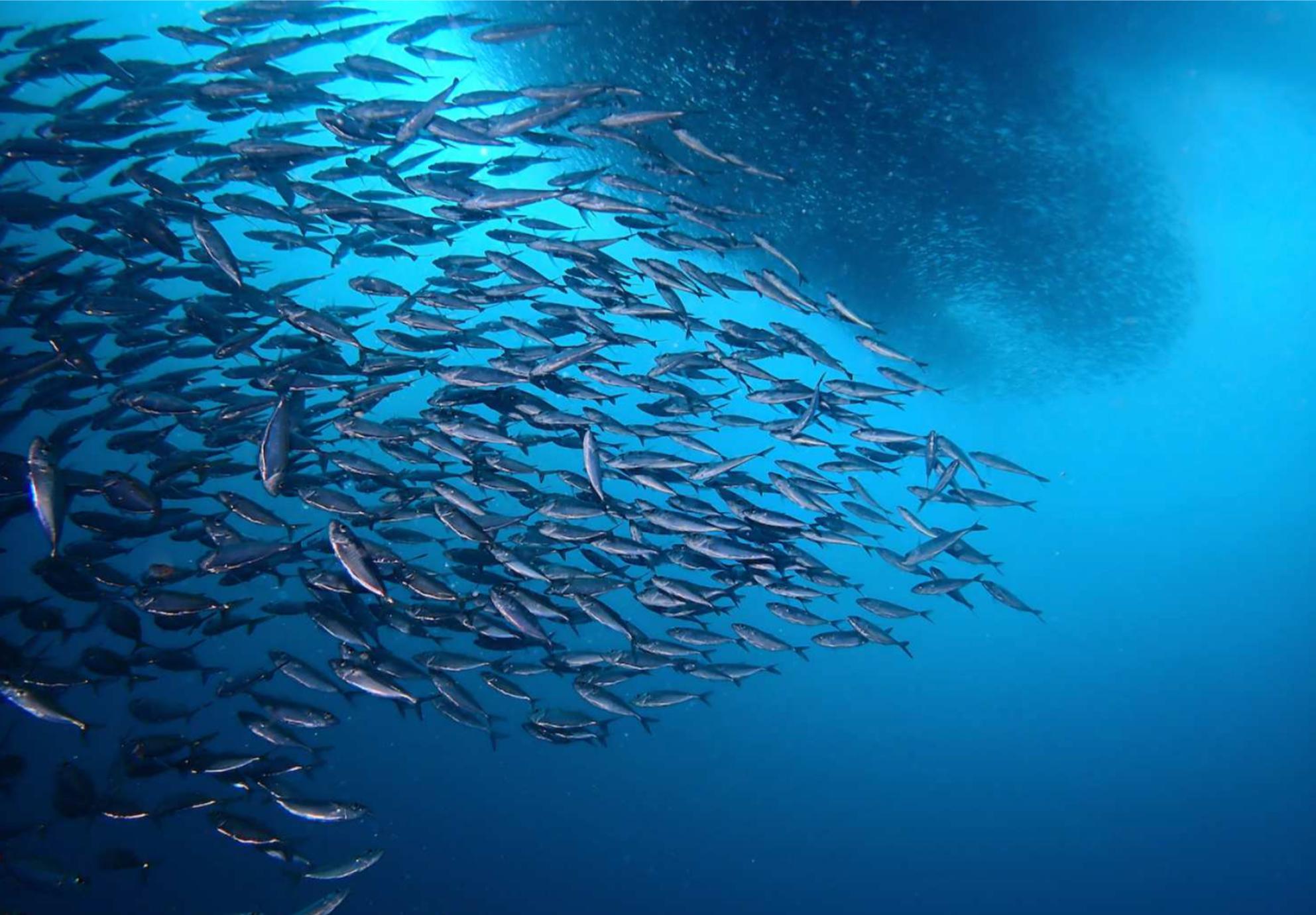 [Guaranteed Departure for 1] Oslob Whale Shark Snorkeling, Tumalog Falls and Moalboal Pescador Island Hopping Day Tour | Cebu, Philippines - Photo 1 of 9