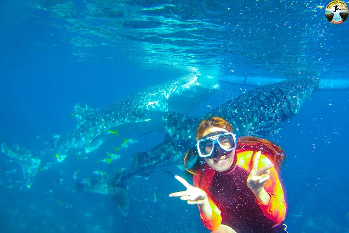 Oslob Whale Shark Swimming and Kawasan Falls Swimming Tour - Photo 1 of 9
