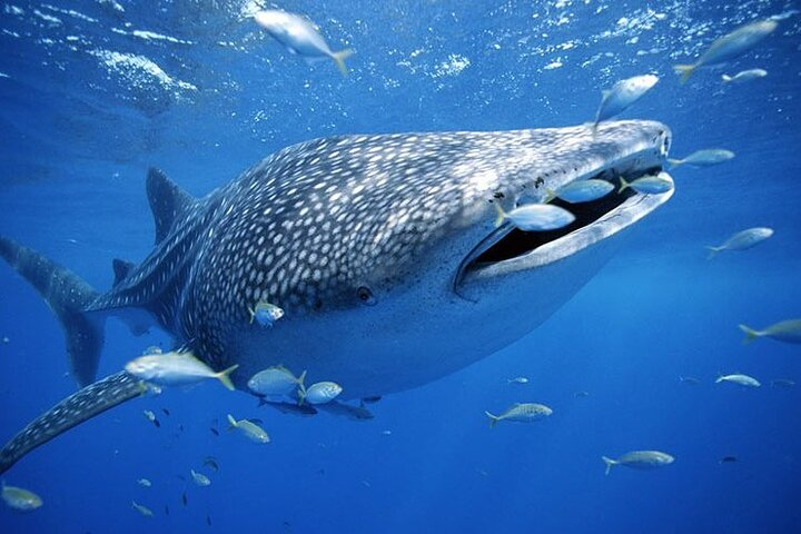 Cebu:Oslob Whaleshark + Tumalog & Sumilon Sandbar (Hotel Pickup) - Photo 1 of 20