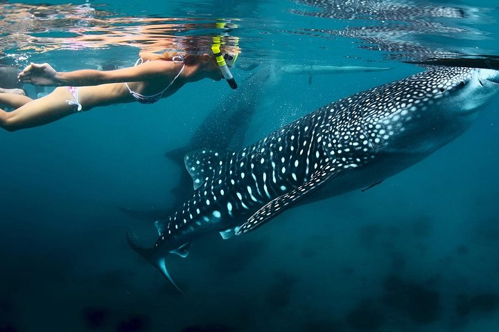 Oslob Whaleshark Watching