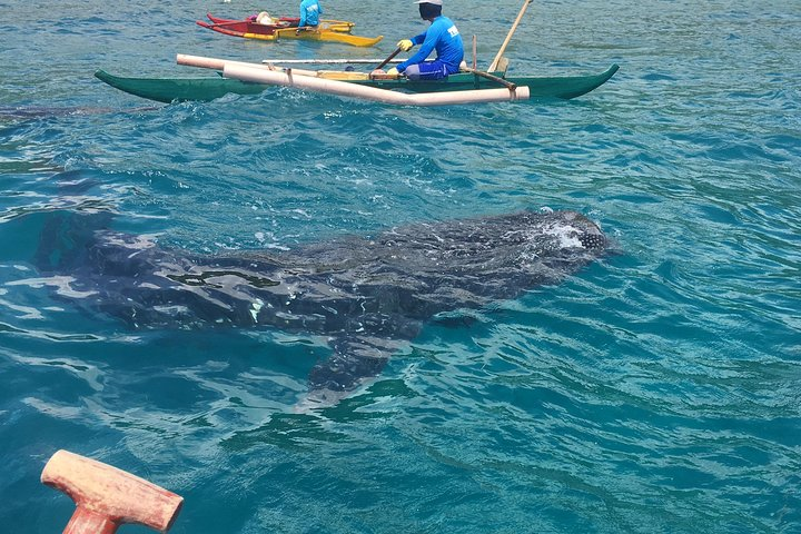 Oslob Whalesharks & Aguinid Falls w/ Sumilon Sandbar (3in1) - Photo 1 of 12
