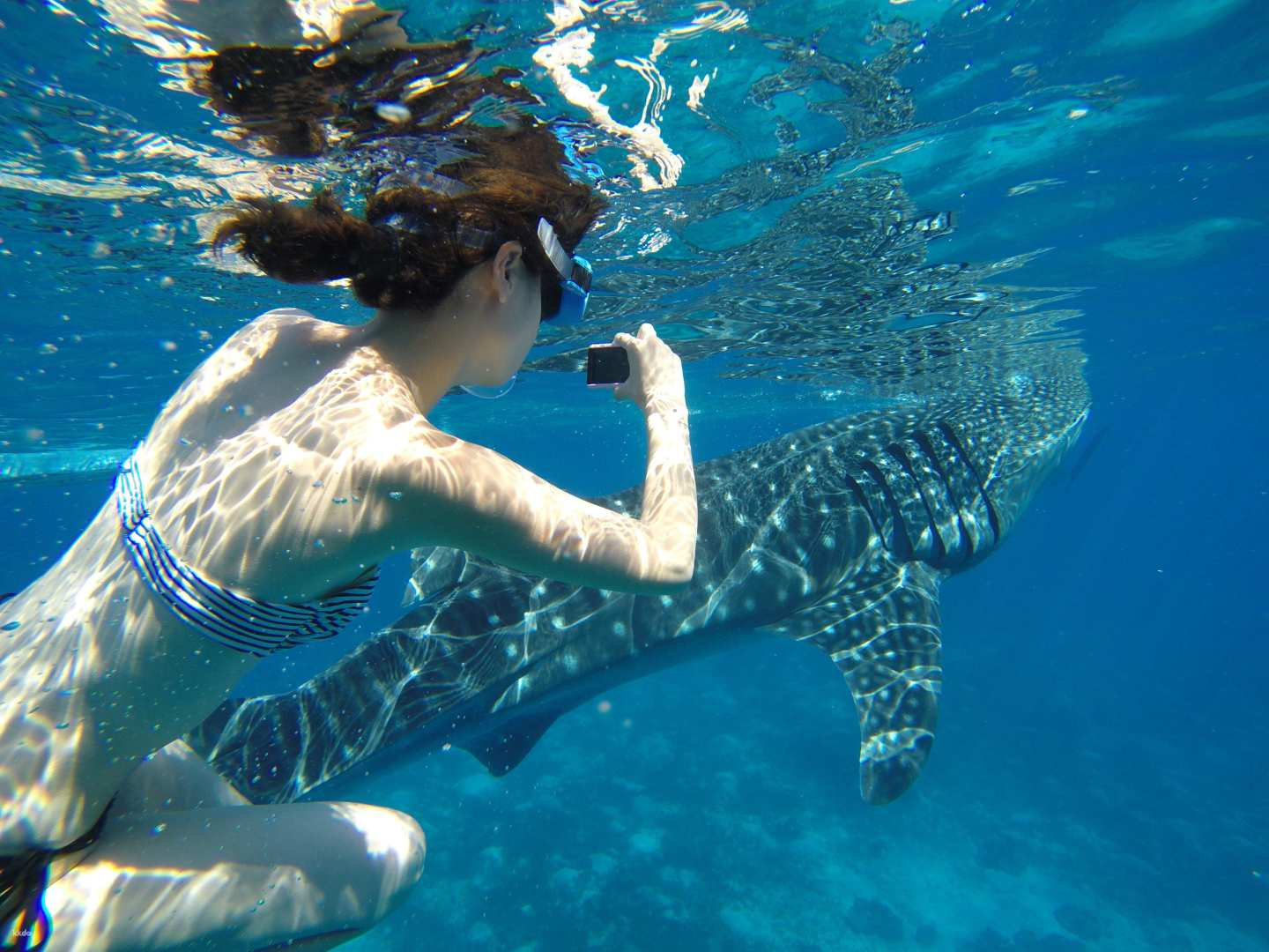 Snorkeling with Whale Sharks, Tumalog Falls, and Beautiful Sumilon Island Island Hopping Tour (Japanese/English Guided Tour, Departing from Cebu City/Mactan Area) - Photo 1 of 7