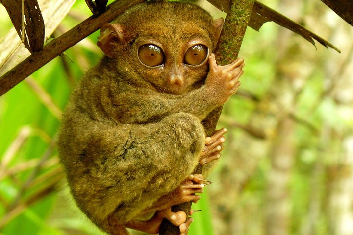 Meet the smallest primate on earth!