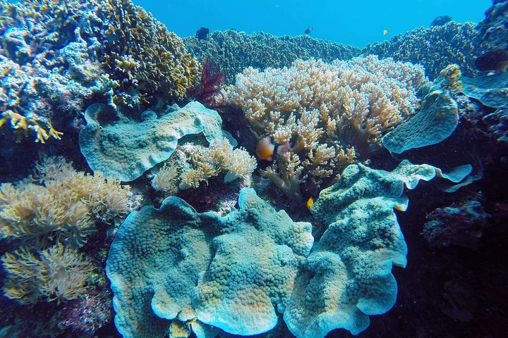 Puerto Galera coral reef