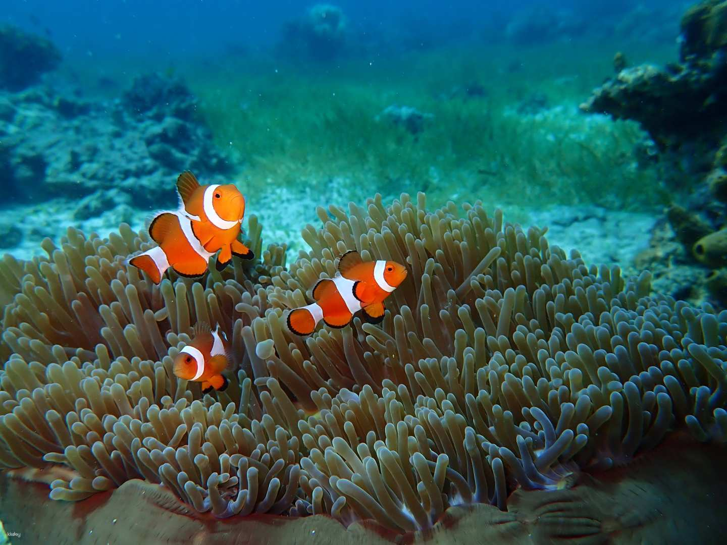 Island hopping around three major spots around Cebu (Hilutungan Marine Sanctuary, Nalusuan Island, Caohagan Island) (Japanese guide/round-trip transportation/lunch included) - Photo 1 of 9