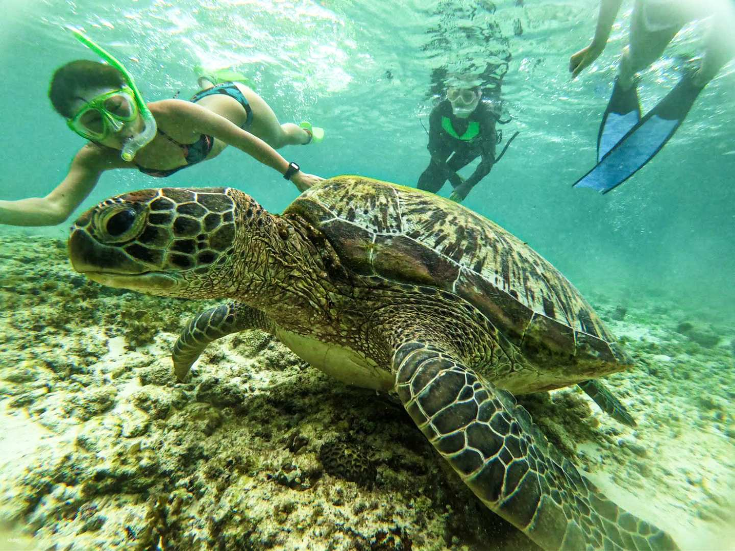 [Special Price] Whale Shark & Moalboal (Sardine School & Sea Turtle) Snorkeling Tour for 1 Person - Private Plan Available by FunGroup (Japanese Support/Hotel Pick-up and Drop-off Included) - Photo 1 of 6