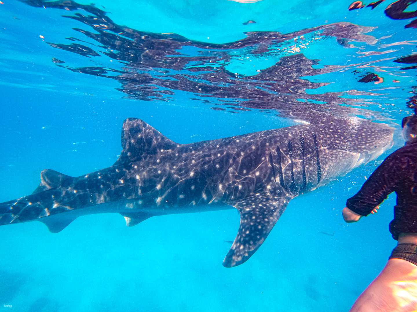 Visit two of Cebu's most popular spots! Whale shark snorkeling + Kawasan Falls canyoning tour <Japanese/English support and insurance included> - Photo 1 of 6