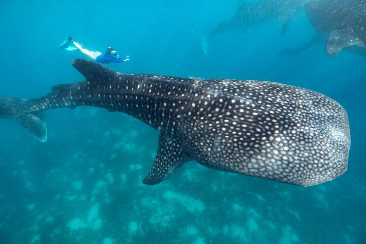 Whale Shark Encounter and Tumalog Waterfalls Tour - Photo 1 of 6