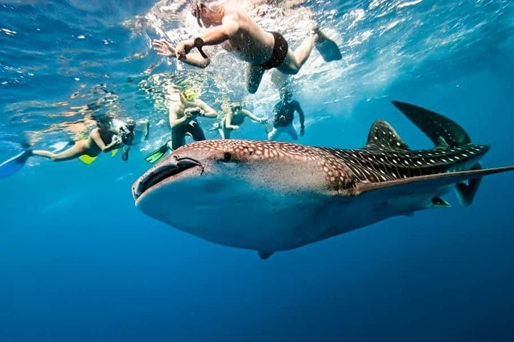 WHALE SHARK WATCHING