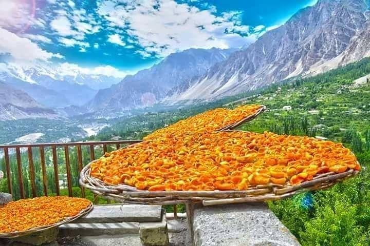 Apricots drying in Sun Light