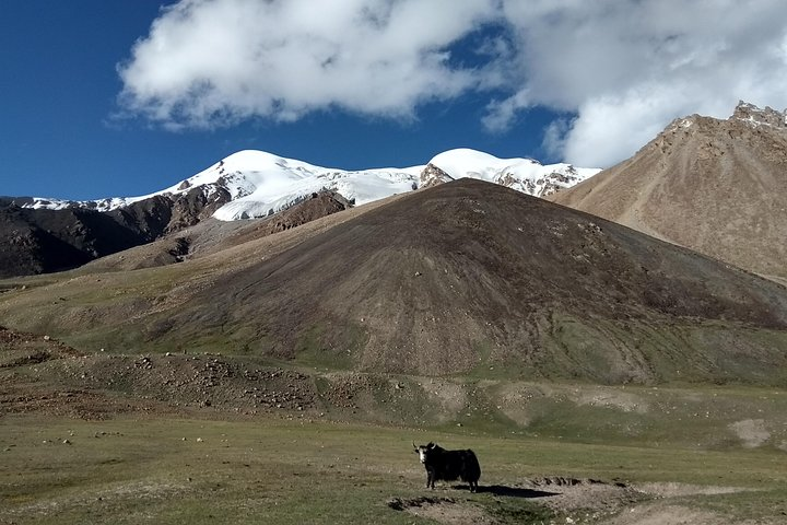 Yak standing in the front of Manglik Sar 6050m Peak