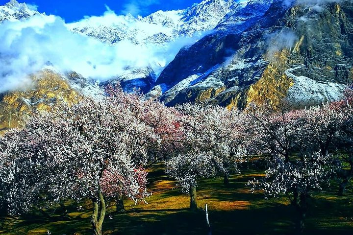 View of Blossoms with Ulter Peak Hunza