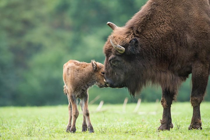 Bialowieza National Park Small Group Tour from Warsaw with Lunch included - Photo 1 of 11