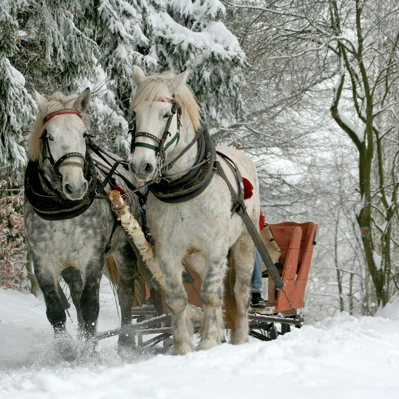 Zakopane & Sleigh Ride with Bonfire: Private Tour from Krakow - Photo 1 of 5