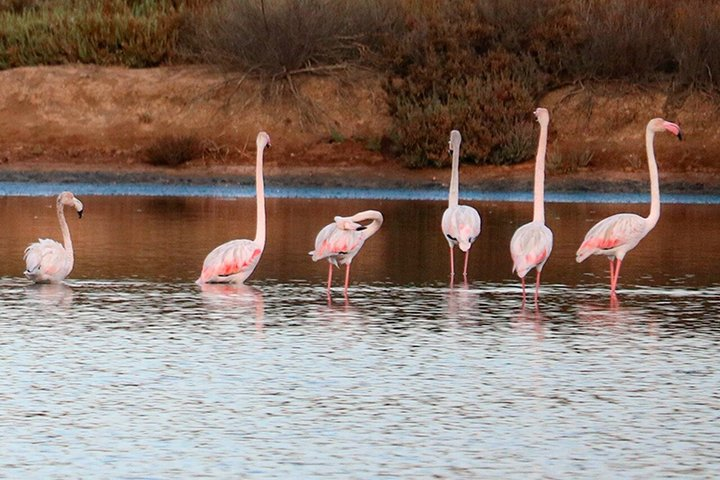 Algarve Seaside Tour with Lunch in the Vineyard - Photo 1 of 23