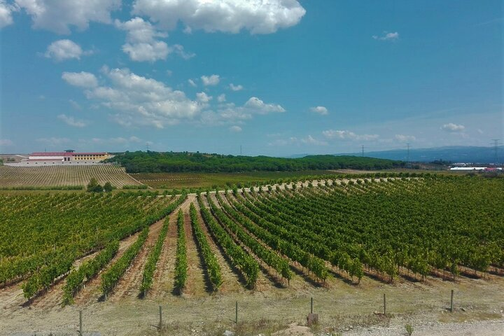 Bairrada Route Vineyards