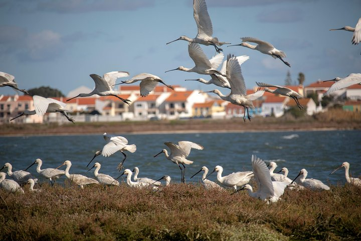 Birdwatching Boat Tour so close to Lisbon - Photo 1 of 11