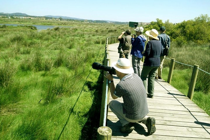 bird watching in sunny day
