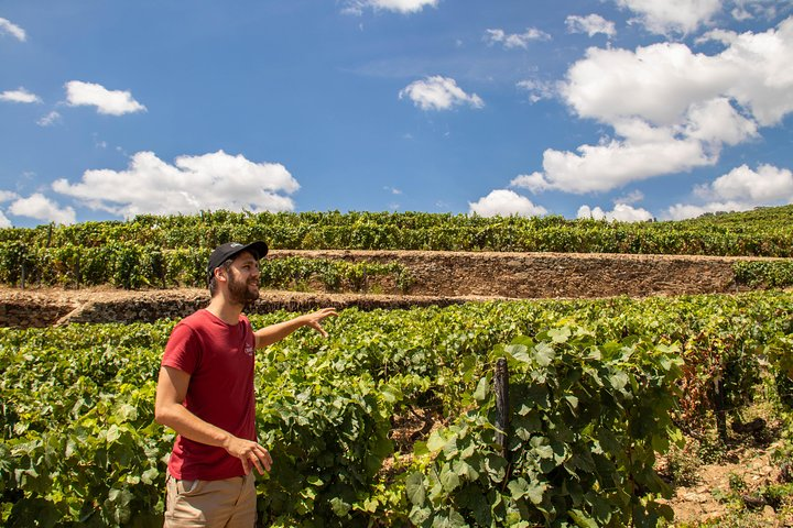 Vineyards explanation at a wine estate