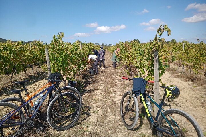 Cycling Vineyards of Bairrada Route, full day from Coimbra - Photo 1 of 12