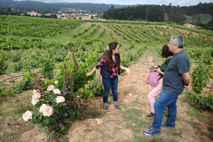 Dão Wine Route, full-day from Coimbra - Photo 1 of 14