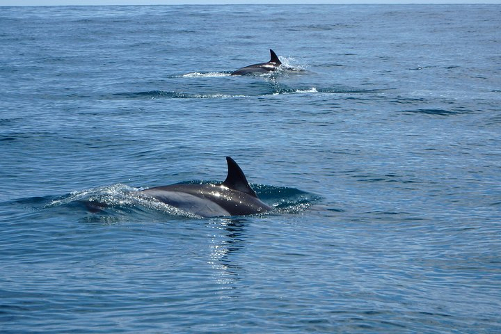 Dolphin Route - Photo 1 of 11