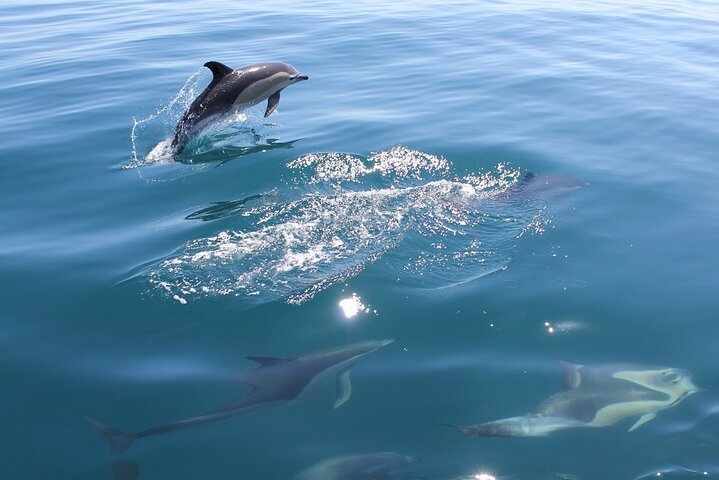 dolphin watching