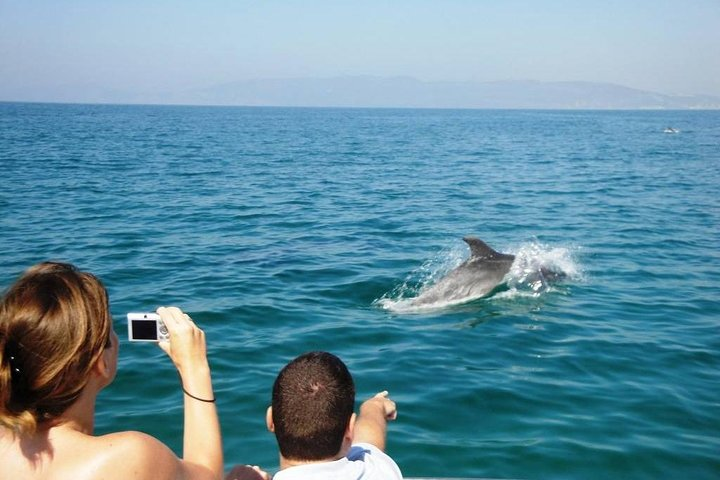 dolphin Watching
