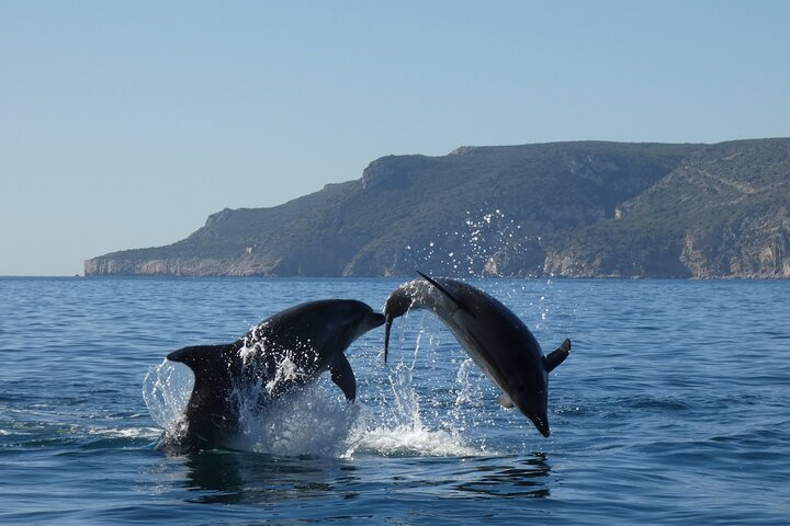 Observation DE dolphins and whales with marine biologist in Arrábida - Photo 1 of 25