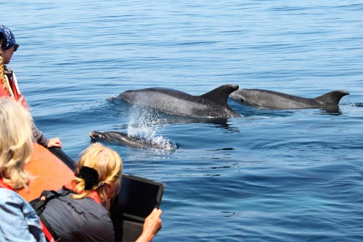 Dolphin Watching from Faro - Photo 1 of 14