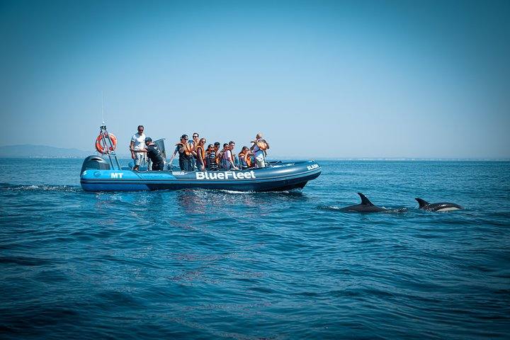 Dolphin Watching from Lagos with Marine Biologists - Photo 1 of 9