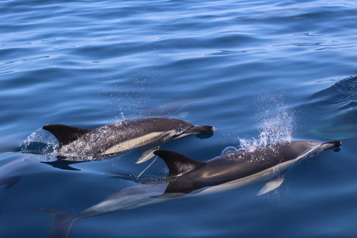 Biologist guided dolphin watching safari - Photo 1 of 12