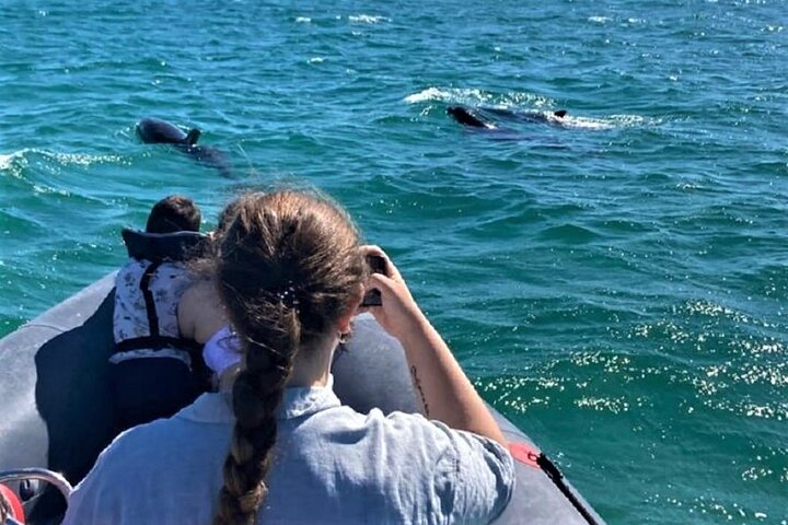 Dolphin watching in Setúbal - Photo 1 of 16