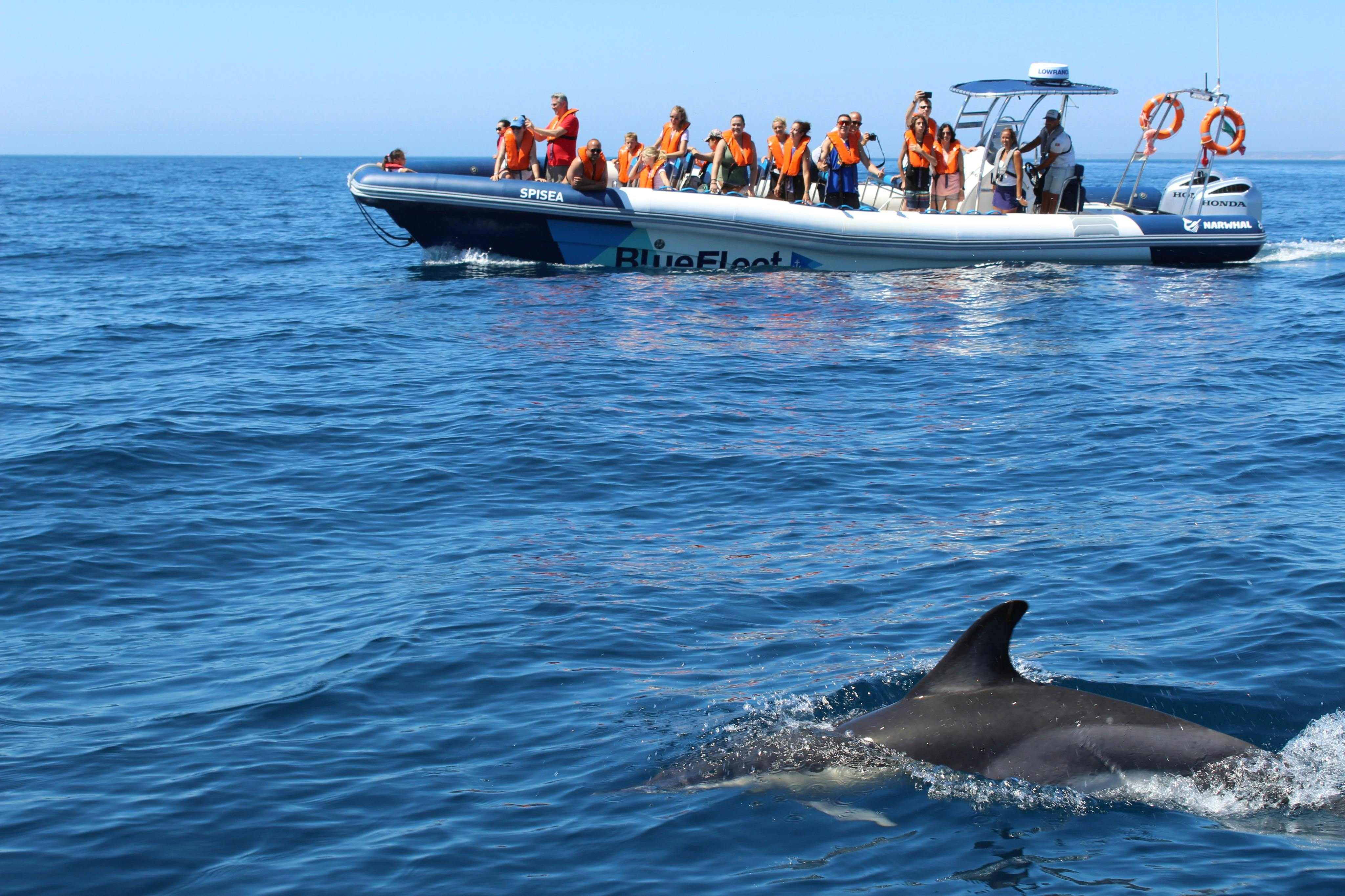 Dolphin Watching Tour from Lagos - Photo 1 of 8