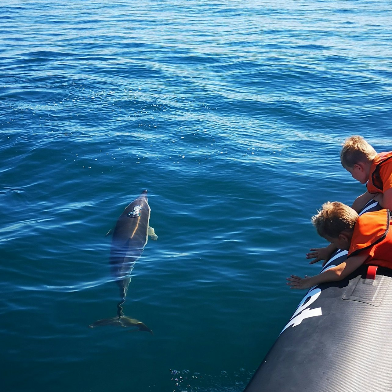 Dolphin Watching Tour from Lagos - Photo 1 of 3