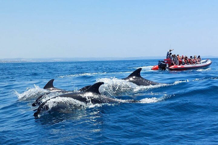 Dolphins Search and Benagil Caves from Albufeira - Photo 1 of 25