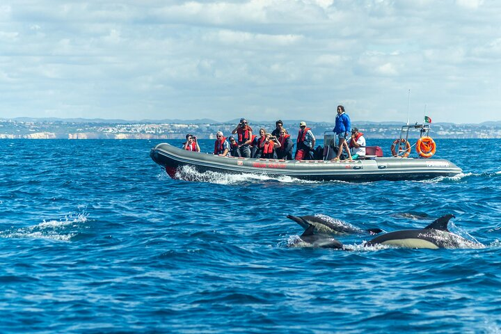 Dolphins & Caves on Rib Boat - Photo 1 of 8