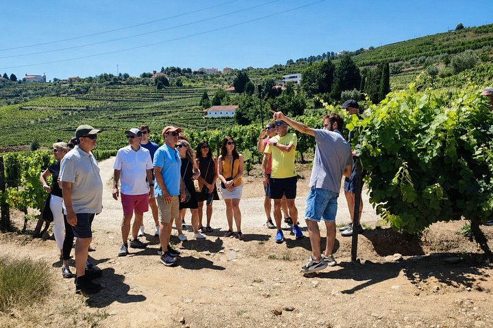 Douro Valley Small-Group Wine Tour: 2 Wineries, Cruise & Lunch - Photo 1 of 16