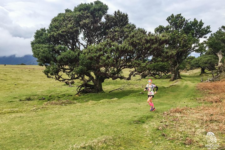 Fanal Ancient Forest Running Tour (Easy-Moderate) - Photo 1 of 13