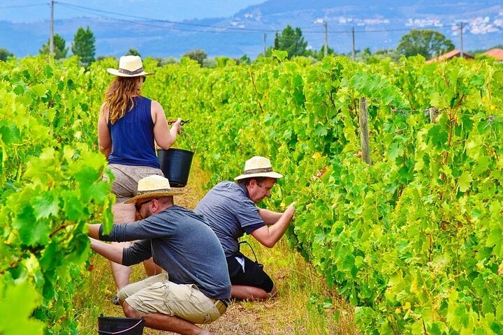 From Vine to Wine: A Harvest Adventure in Douro Valley - Photo 1 of 7