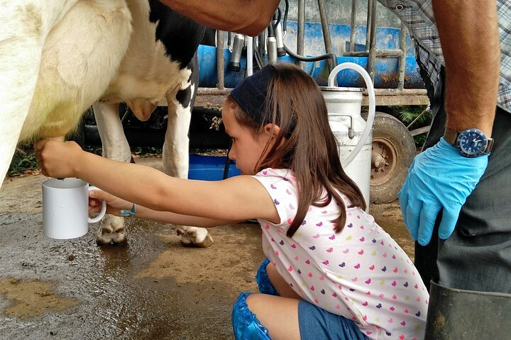 Milking the cow by hand.