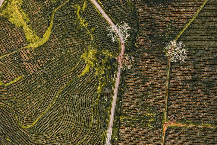 Half day Gorreana - Pedestrian Walk and Tea Tasting (Min. 2 persons) - Photo 1 of 7